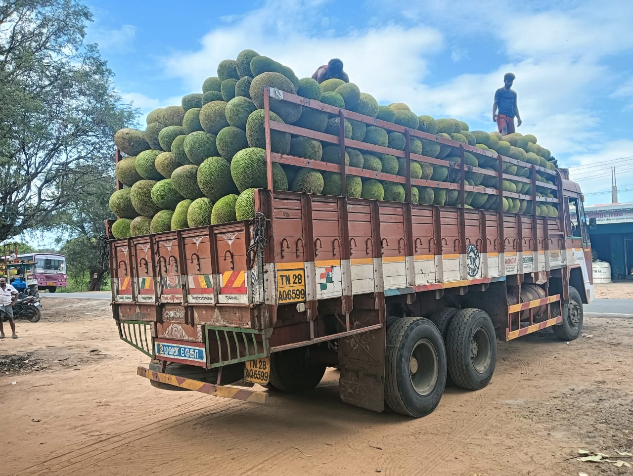 Jackfruit Tree